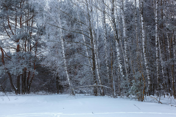 Winter pine forest under white snow. Landscape. - Фото, зображення