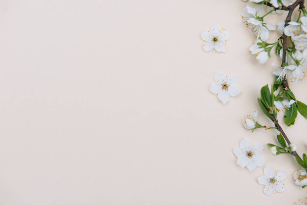 photo of spring white cherry blossom tree on pastel background. View from above, flat lay, copy space. Spring and summer background. - Foto, imagen