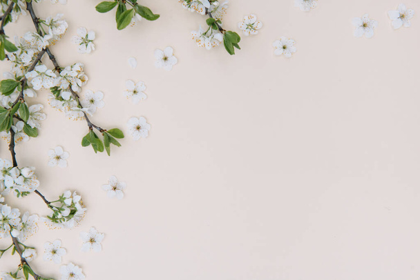 photo of spring white cherry blossom tree on pastel background. View from above, flat lay, copy space. Spring and summer background. - 写真・画像