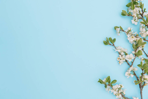 photo of spring white cherry blossom tree on blue background. View from above, flat lay, copy space. Spring and summer background. - Foto, Imagem