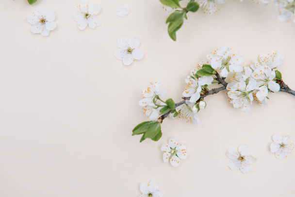 Spring nature background with lovely blossom in yellow pastel color, top view, banner. Springtime concept - Photo, Image
