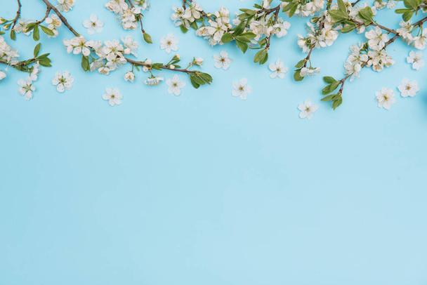 White pastel spring flower petals on blue color background . Cherry blossom petals illustration. Spring and summer background. - 写真・画像