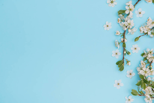 photo of spring white cherry blossom tree on blue background. View from above, flat lay, copy space. Spring and summer background. - Zdjęcie, obraz