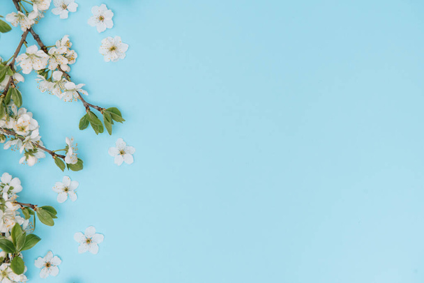青い背景に春の白い桜の木の写真。上からの眺め、フラットレイアウト、コピースペース。春と夏の背景. - 写真・画像