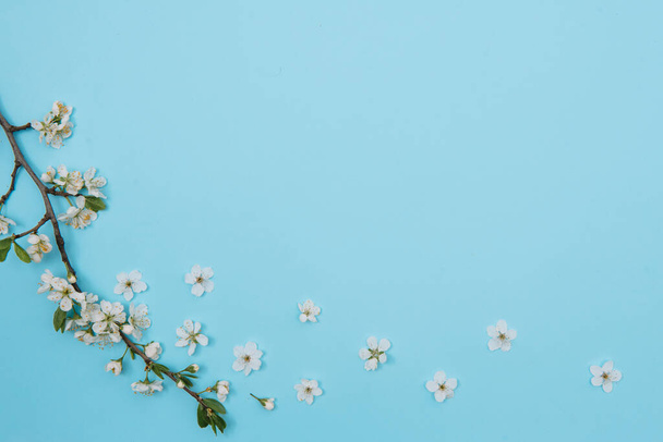 White pastel spring flower petals on blue color background . Cherry blossom petals illustration. Spring and summer background. - Foto, imagen