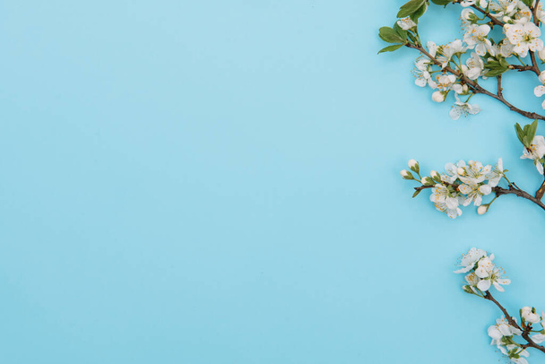 White pastel spring flower petals on blue color background . Cherry blossom petals illustration. Spring and summer background. - 写真・画像