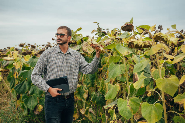 handsome agronomist holds tablet touch pad computer in the sunflower field and examining crops before harvesting. Agribusiness concept. agricultural engineer standing in a sunflower field with a tablet. - Photo, image