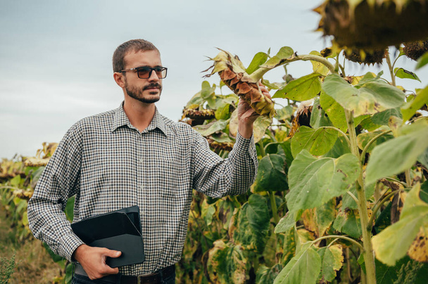 handsome agronomist holds tablet touch pad computer in the sunflower field and examining crops before harvesting. Agribusiness concept. agricultural engineer standing in a sunflower field with a tablet. - Foto, Imagen
