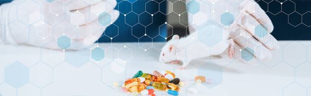 partial view of veterinarian in latex gloves holding white mouse near capsules on table, panoramic shot - Fotó, kép