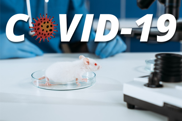 selective focus of white mouse in petri dish near veterinarian in latex gloves and microscope, COVID-19 illustration - Valokuva, kuva