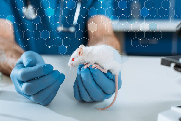 rajattu näkymä eläinlääkärin lateksi käsineet tutkimalla valkoinen hiiri klinikalla
 - Valokuva, kuva