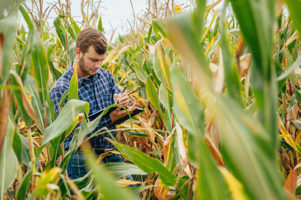 handsome agronomist holds tablet touch pad computer in the corn field and examining crops before harvesting. Agribusiness concept. agricultural engineer standing in a corn field with a tablet. - Photo, Image