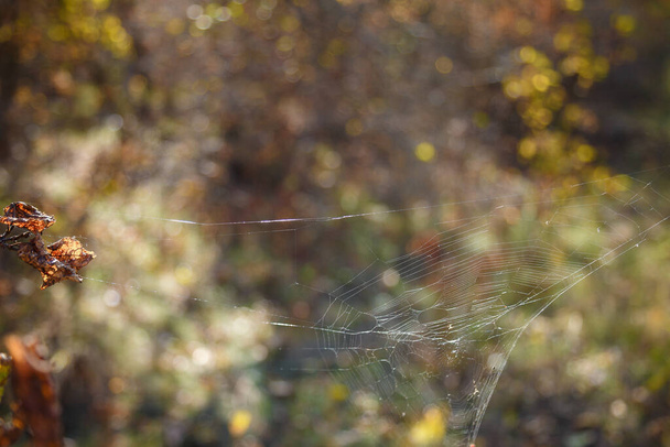 Spidernet a la luz del sol sobre fondo borroso del bosque - Foto, imagen