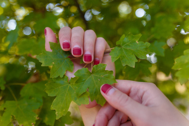 Női kezek piros manikűrrel, zöld leveleket tartva egy fán. Természet, egészség és szépség, kéz és köröm ellátás fogalma. - Fotó, kép