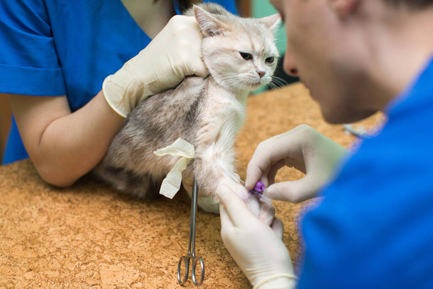 Veterinary placing a catheter via a cat in the clinic. - Foto, Imagen