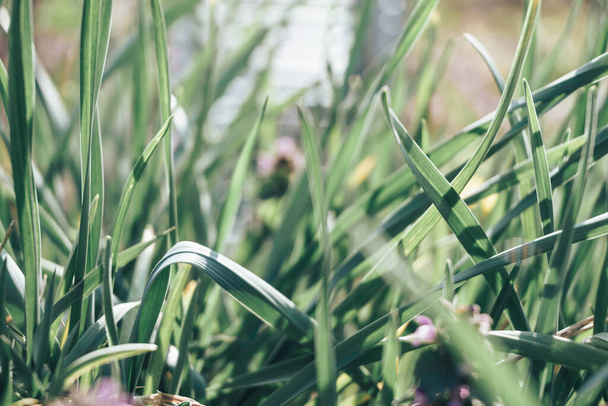 Close up beautiful green garlic leaf background plant organic farming. - Foto, Imagem