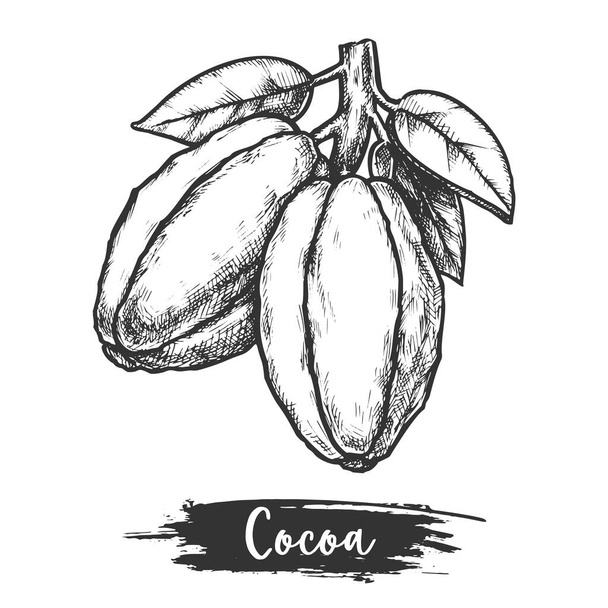 Cocoa pod or cacao bean with leaf. Sketch - Vetor, Imagem