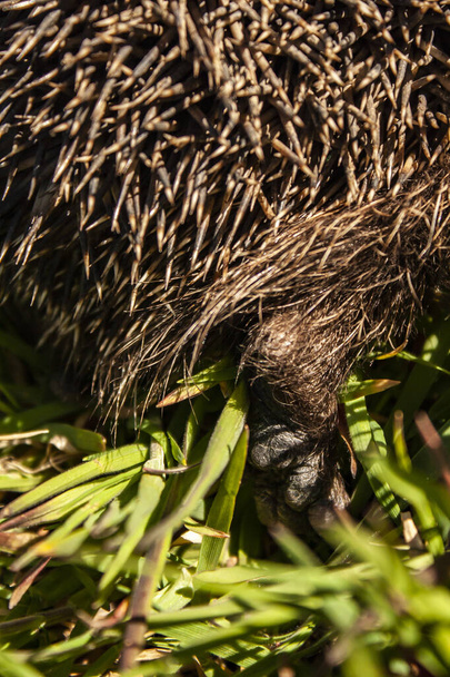 hedgehog hind leg close-up, rear view of the hedgehog - Photo, Image