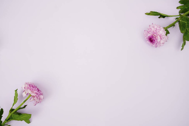Top view of pink gerbera flower with empty copy space on pink background - Photo, image