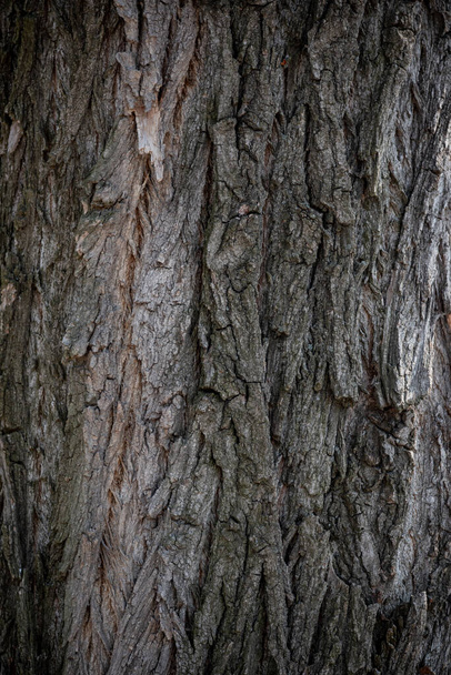 日光と乾燥樹皮の垂直方向のテクスチャ ロイヤリティフリー写真 画像素材