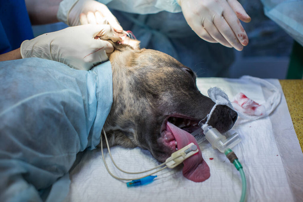 veterinarian makes surgery the dog. circumcision of the ears. the surgeon cuts the ears. - Photo, image