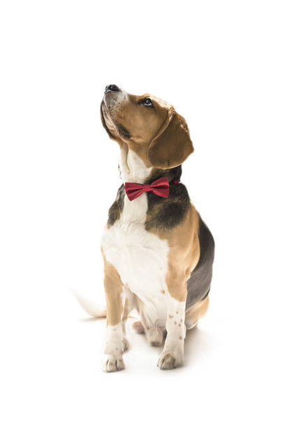 cute funny beagle dog looking - Zdjęcie, obraz