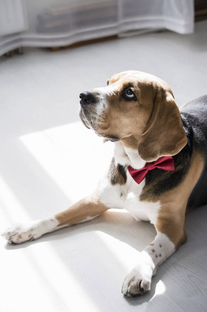cute funny beagle dog looking - Foto, imagen