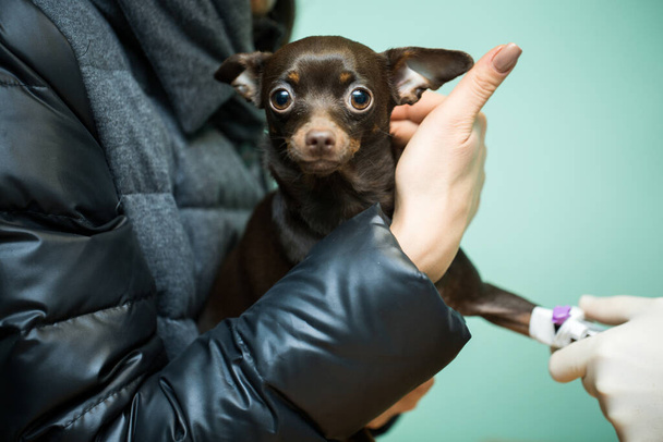 Κτηνιατρική κλινική καθετήρα για σκύλους. Σκύλος στα χέρια του ιδιοκτήτη. - Φωτογραφία, εικόνα