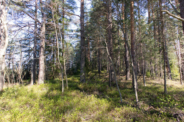 Trees om Sweden on the island within the forest - Фото, изображение