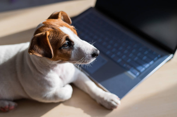 Puppy Jack Russell Terrier works at a laptop. A spoiled pet lies by a portable computer. Humor is a metaphor for the remote work of a programmer. - Photo, image