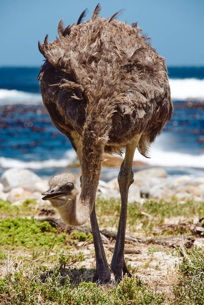Southern ostrich (struthio camelus) along the roadside at the cape of good hope in South Africa - Фото, изображение