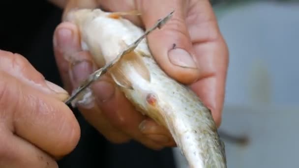 Mãos fortes masculinas de um pescador limpa peixes vivos recém-capturados de escamas vista de perto
 - Filmagem, Vídeo