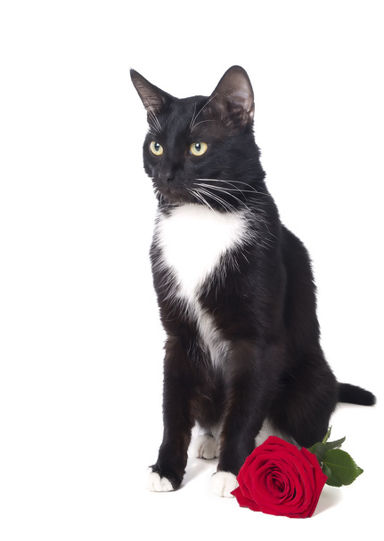 Cat with a rose - Fotoğraf, Görsel