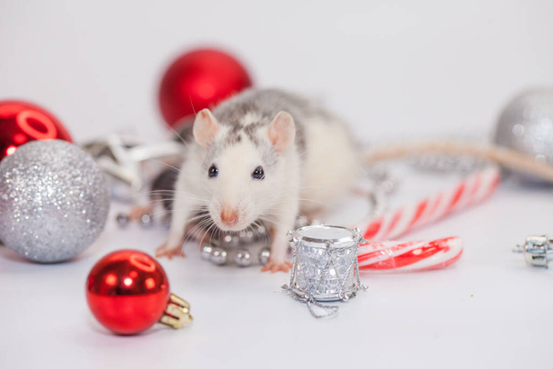 Rat among the Christmas decorations. Cute little mouse - Foto, Imagem