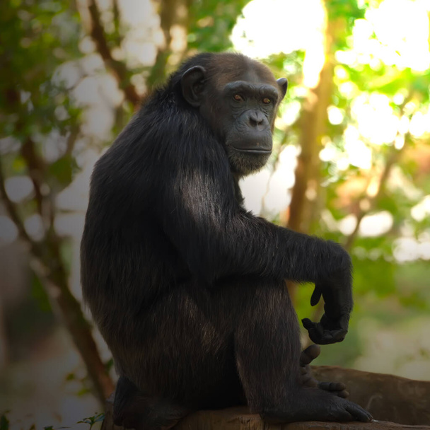 Szympans, zwierzę z mózgami w pobliżu ludzkości.  - Zdjęcie, obraz