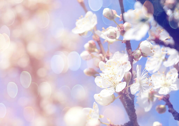 White little flowers of apple trees in spring against a blue sky. - Photo, Image