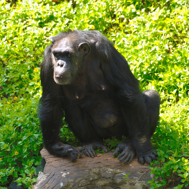 Chimpanzee,animal with brains nearby mankind.  - Photo, Image