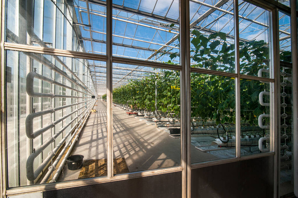 σειρές αγγούρια σε ένα σύγχρονο θερμοκήπιο, καλλιέργεια λαχανικών, θέα μέσα από το γυαλί - Φωτογραφία, εικόνα