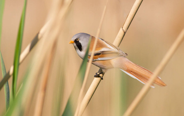 Bearded tit (Panurus biarmicus) A bird sits on a reed - Foto, immagini