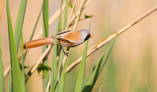 Bearded tit (Panurus biarmicus) Beautiful bird living by the river in the reed - Fotografie, Obrázek