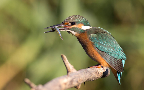 Kingfisher, Alcedo. Successful fishing, fish in its beak - Photo, Image