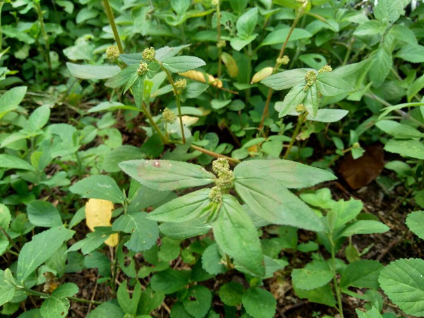 Euphorbia hirta mit natürlichem Hintergrund - Foto, Bild