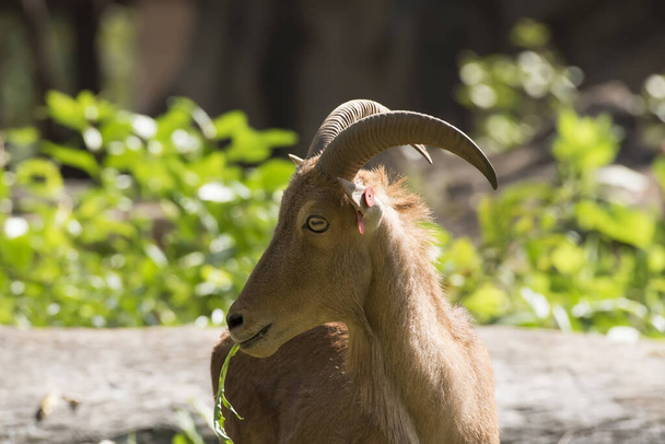 The barbary sheep Standing on grass. - Photo, Image