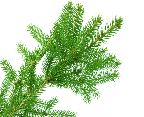 fir branch isolated - Photo, Image