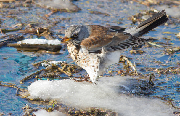 Feldforschung, Turdus pilaris. Ein Vogel sitzt auf einer verschneiten Insel in einem kleinen Fluss - Foto, Bild