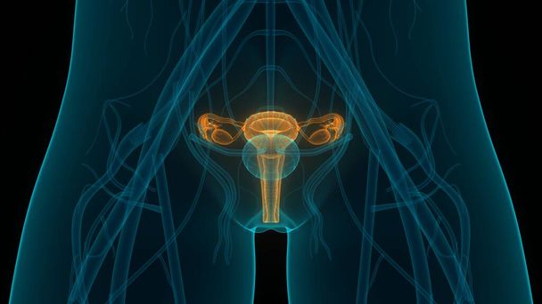 Anatomia del sistema riproduttivo femminile. 3D - Foto, immagini