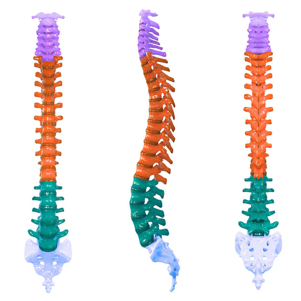 人間の骨格系の解剖学的構造の垂直列。3D - 写真・画像