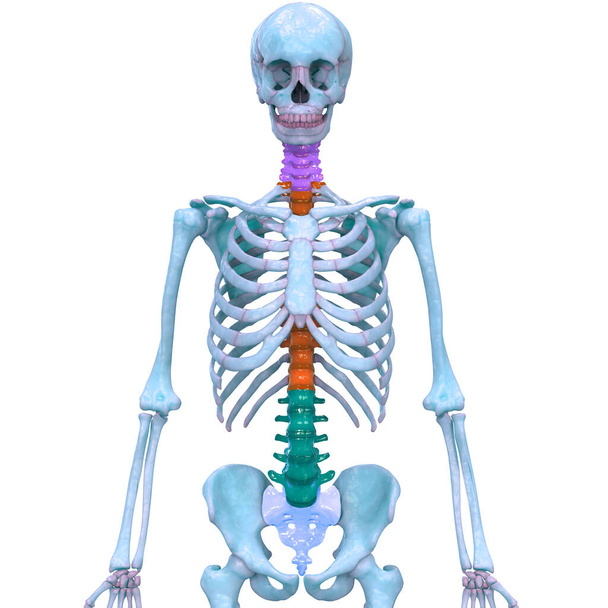 Páteřní sloupec anatomie lidského kosterního systému. 3D - Fotografie, Obrázek