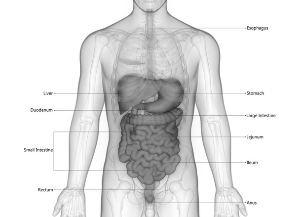 Anatomie du système digestif humain. 3D - Photo, image