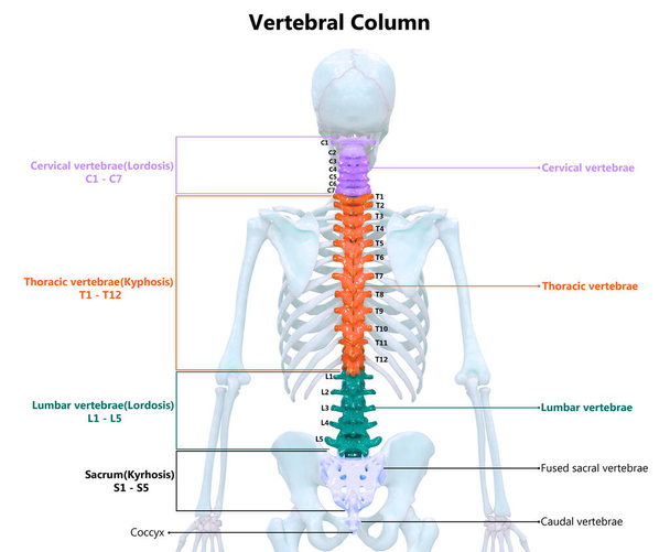 Vertebral Column of Human Skeleton System Anatomy. 3D - Photo, Image
